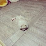 [강아지포도] 흔녀와 강아지<b>포도</b>의 일상 8탄