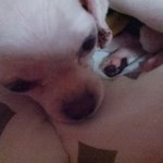 [꼭봐주세요] 애견미용맡기고 4개월 강아지가 다쳐서왔네요