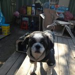 안됐다! 중성화도 되어있다! 내이름은 <b>도도</b>! 새엄마를 찾고있다!!...