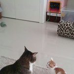 [은비네] 혼자남은 <b>네로</b>에게 따뜻한 겨울을 선물해주세요.