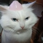 [고양이] 우리집 식구들을 소개합니다 :)