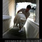 [<b>지린</b>다] 계단 무서워하는 개.jpg