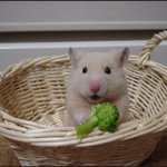 [EXO] <b>햄찌</b>가 브로콜리 들고 촵촵 마시쪙?