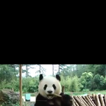 [EXO] <b>팬더</b> 대나무 먹는거 존나 귀여워ㅋㅋㅋ