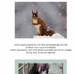 [추억파리여] <b>청설모</b>에 대한 오해와 진실