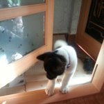 우리 아키다 소개합니다ㅎ