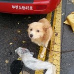 [읽어주세요] 포대<b>자루</b> 강아지 기억하시나요?