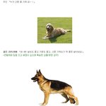 [<b>개난리</b>] " 신문 좀 가져와! " 했을때 <b>개</b>들의 반응 !!