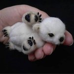 [<b>지린</b>다] 아기 북극곰.jpg