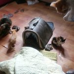 [초희] 주인할머니가 돌아가시고 한순간에 버려진 초희와 새끼들.