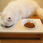 [고양이사료] <b>복실</b> 고양이님 사료 먹방 그만 하시고 이제 다이어트...