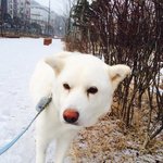 [강아지] 잘생긴흰둥이의입양자를찾습니다! ㅠ