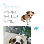 [나주천사의집/믹스] 주인 시체 옆에서의 일주일, <b>영호</b>의 아픔을 보듬어주세요.