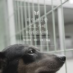 [유기견] [나주<b>천사</b>의집/닥스훈트] 목소리가 없어 버려짐에도 울지...