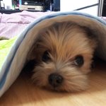 크리스마스에 <b>별</b>이되는 <b>예</b>삐