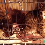 [고양이] 아픈 고양이들을 기억 하시나요