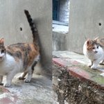 매일 <b>캣맘</b>을 따라다니며 울고있는 가여운 길아가예요..ㅠㅠ