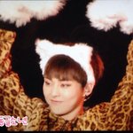 [EXO] 네코<b>미미</b>...섬녀들 저런거 좋아하지않음?