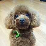 [강아지] 깐돌이