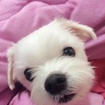 [사랑스럽다] 러블리한 멍멍이 지서비를 소개합니다^ㅅ^