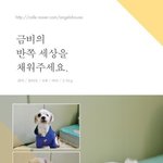 [유기견] [나주<b>천사</b>의집/말티즈] 금비의 잃어버린 한쪽 눈이 되어주세요...