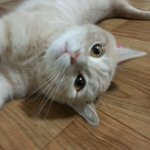 세면대에서 <b>더위</b>식히는 고양이(11)