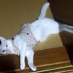 [고양이] 사랑스런 우리집 흰냥이 백근이3