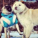 [마루네] 꺄아오~~~~올  동네친구 사귀기