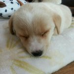 [강아지] <b>웰시</b>코기 애견