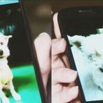 [EXO] <b>요크셔</b>면우리강아지랑똑같은종인데