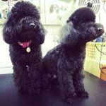 [EXO] 지금 비바<b>폴로</b>에 찬카세왔데 트윗