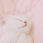 [EXO] 고양이분양받았는데