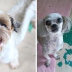 완도에 버려졌던 두 유기견에게 사랑을 주세요