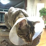 [랑이] 랑이 왔어요^^