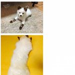 [<b>지린</b>다] 강아지 염색.jpg