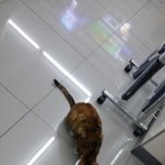 [유기묘] 편의점에 곤란한 <b>손님</b>;