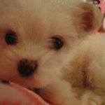 [강아지] 태어나 처음 내 품에 안아 키우는 강아지 몽<b>쉘</b>이