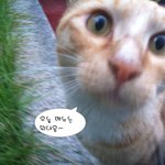 [고양이] <b>듬직</b>한 애교냥 몰리가 사랑으로 품어주실 집사님을 기다려요~