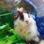 [리챔로스팜] [햄스터][스팸리챔로스팜]스팸 리챔 로스팜 -리챔스팜일상-