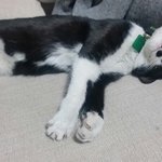 [유기묘] 수정)꼭 봐주세요 <b>부천</b> 고양이 잃어버리신분!!