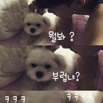 [EXO] <b>연예</b>대상인데 왜 엑소가 간거임??