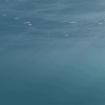 [추억파리여] 우주 만큼의 신비한 미스테리 심해