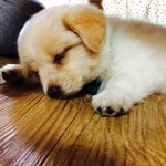 [<b>강아지</b>] 우리집 <b>똥강아지</b> 쿨쿨이