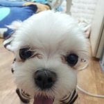 [강아지] 도와주세요 우리 쪼꼬를 찾습니다.