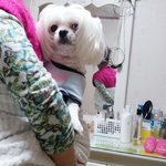 [강아지] <b>순수</b>한 표정 속 능글맞은 꼬비를 소개합니다
