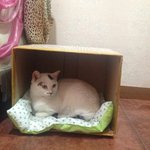 주인한테 버려지고 병원에서 <b>눈치</b>밥 먹으며 살고있는 냥이예요,,