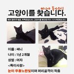 김해 <b>인제대</b>부근 더좋은할인마트앞 검은고양이를 찾습니다..