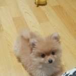 [강아지사진] 빼로랑 놀짜놀쨔