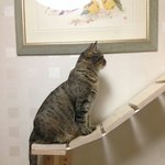 [고양이] 고양이 너무 예쁜것같아요