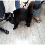 [고양이] 사무실 고양이님 8 (메인쿤)